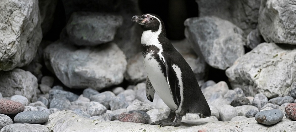 DEPT transforms Brookfield Zoo Chicago’s digital platform
